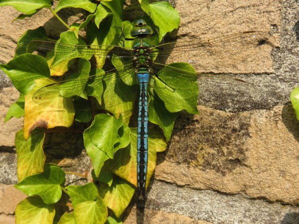 Grote keizerlibel (Anax imperator) mannetje