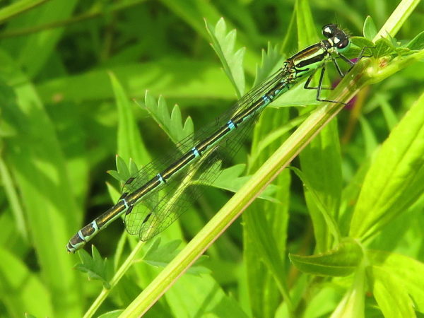 Azuurwaterjuffer (Coenagrion puella) vrouwtje