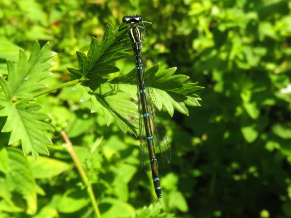 Azuurwaterjuffer (Coenagrion puella) vrouwtje
