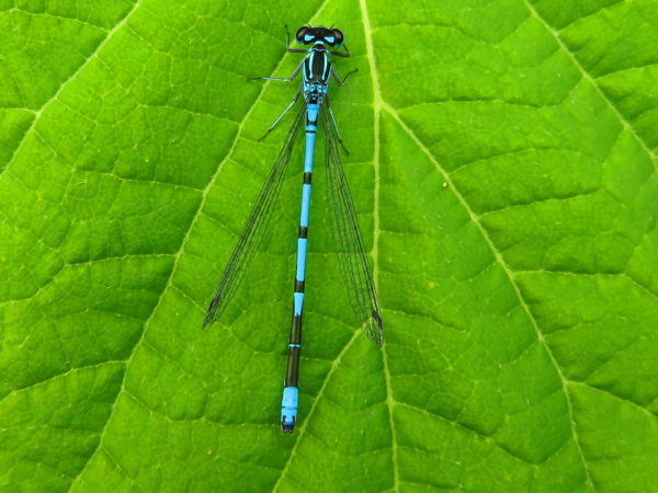 Azuurwaterjuffer (Coenagrion puella) mannetje