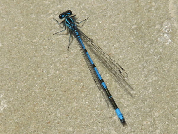 Azuurwaterjuffer mannetje