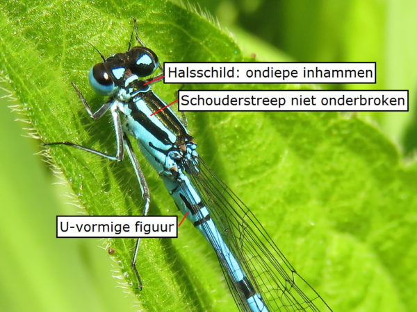 Azuurwaterjuffer mannetje U-vormige figuur