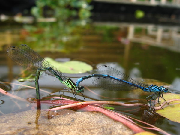 Azuurwaterjuffer (Coenagrion puella) mannetje en vrouwtje