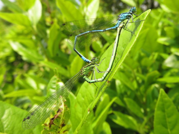 Azuurwaterjuffers (Coenagrion puella) paringswiel