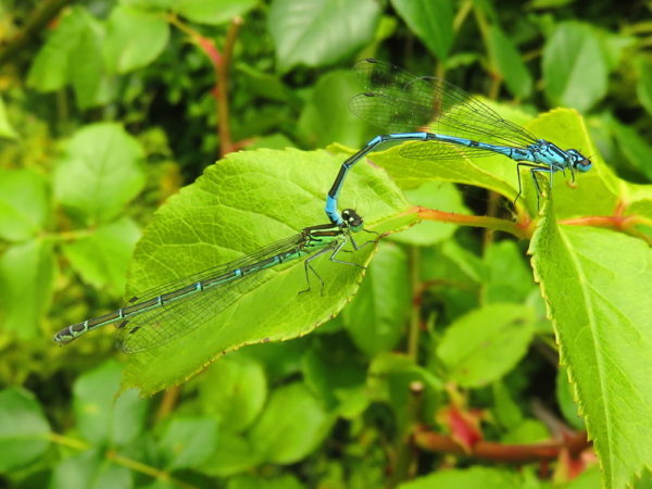 Azuurwaterjuffer (Coenagrion puella) mannetje en vrouwtje
