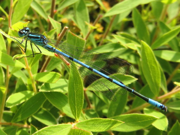 Azuurwaterjuffer mannetje