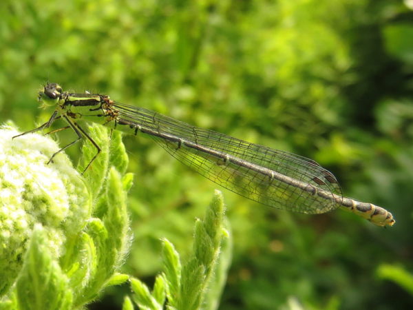 Azuurwaterjuffer (Coenagrion puella) vrouwtje