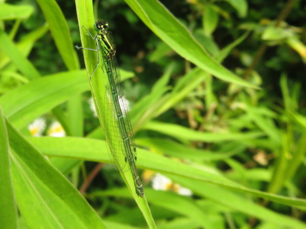 Azuurwaterjuffer (Coenagrion puella) vrouwtje