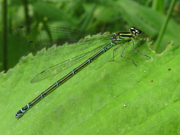 Azuurwaterjuffer (Coenagrion puella) vrouwtje