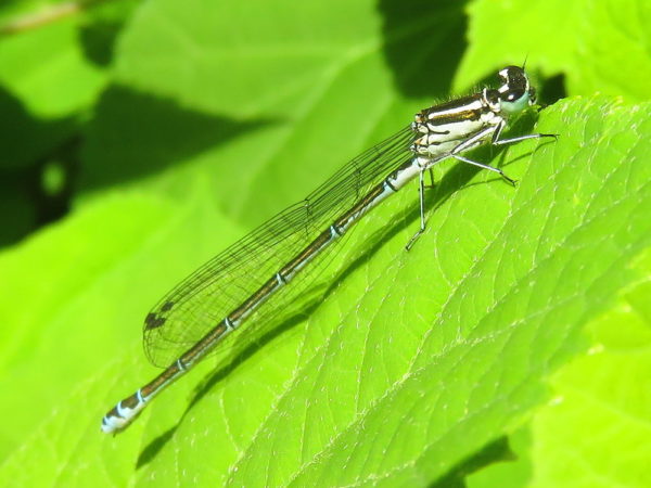 Azuurwaterjuffer (Coenagrion puella) vrouwtje
