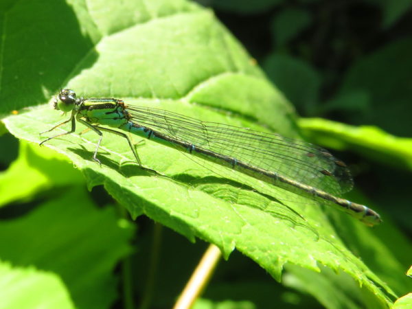 Azuurwaterjuffer vrouwtje