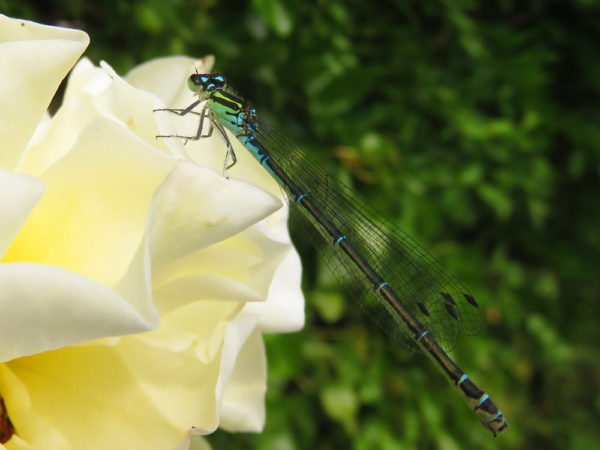 Azuurwaterjuffer (Coenagrion puella) vrouwtje