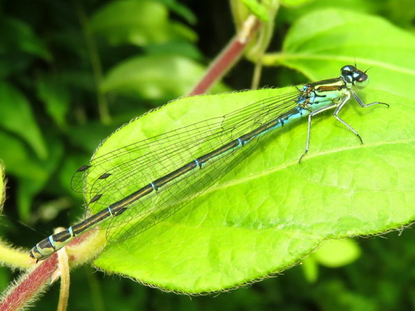 Azuurwaterjuffer vrouwtje