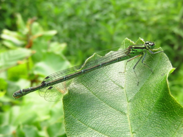 Azuurwaterjuffer vrouwtje