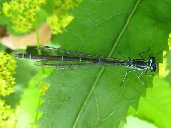 Azuurwaterjuffer (Coenagrion puella) vrouwtje