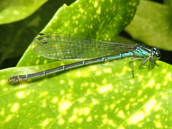 Azuurwaterjuffer (Coenagrion puella) vrouwtje