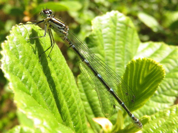 Azuurwaterjuffer (Coenagrion puella) vrouwtje