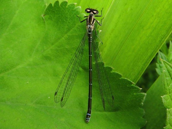 Azuurwaterjuffer (Coenagrion puella) vrouwtje