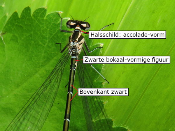Azuurwaterjuffer vrouwtje bokaal figuur