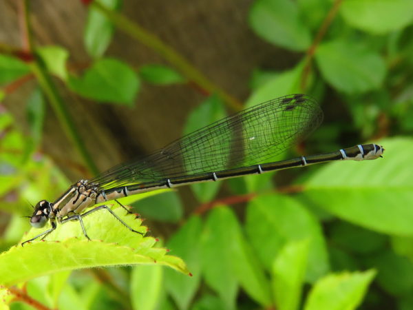 Azuurwaterjuffer (Coenagrion puella) vrouwtje niet uitgekleurd