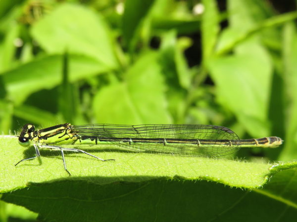 Azuurwaterjuffer (Coenagrion puella) vrouwtje