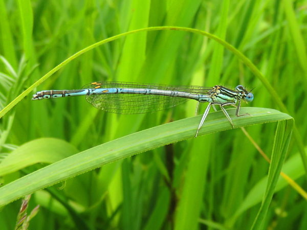 Blauwe breedscheenjuffer (Platycnemis pennipes) mannetje