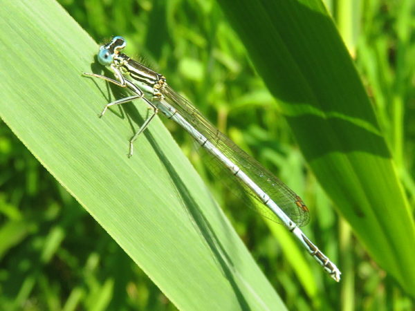Blauwe breedscheenjuffer mannetje (Platycnemis pennipes)