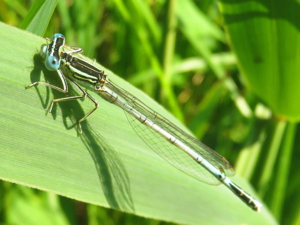 Blauwe breedscheenjuffer mannetje (Platycnemis pennipes)