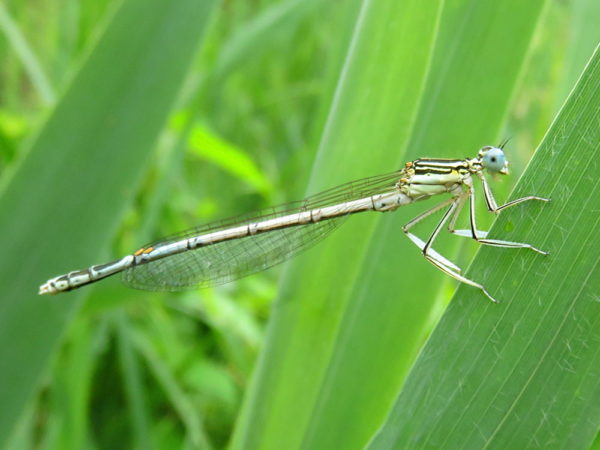 Blauwe breedscheenjuffer (Platycnemis pennipes) mannetje