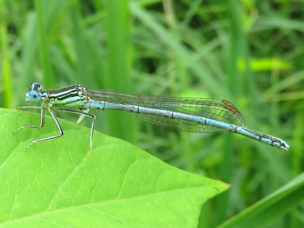 Blauwe breedscheenjuffer (Platycnemis pennipes) mannetje
