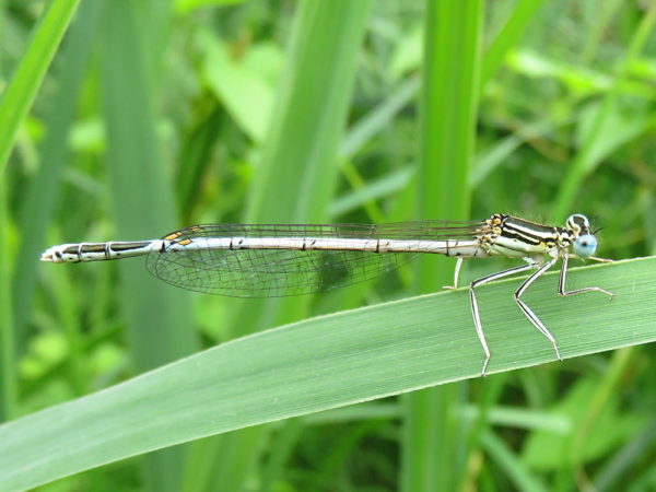 Blauwe breedscheenjuffer (Platycnemis pennipes) mannetje