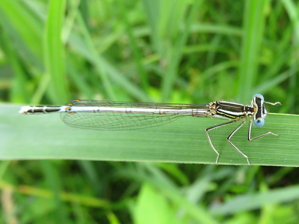 Blauwe breedscheenjuffer (Platycnemis pennipes) mannetje