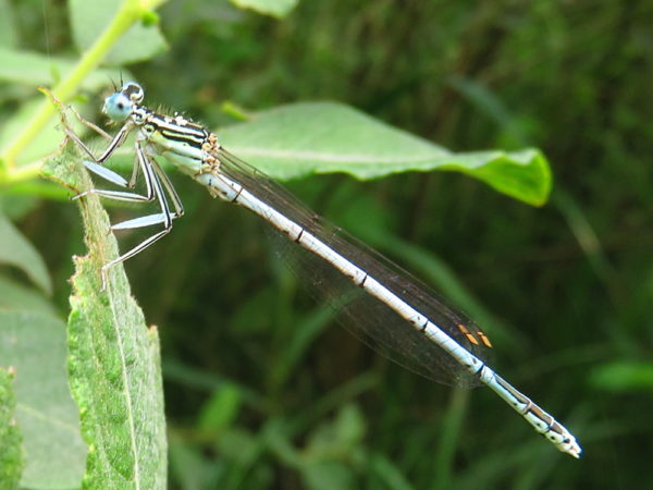 Blauwe breedscheenjuffer (Platycnemis pennipes) mannetje