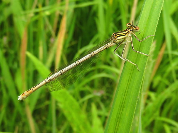 Blauwe breedscheenjuffer (Platycnemis pennipes) vrouwtje