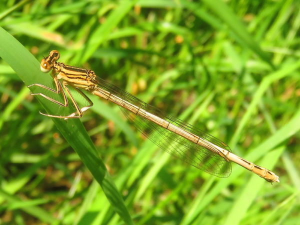 Blauwe breedscheenjuffer vrouwtje (Platycnemis pennipes)