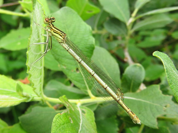 Blauwe breedscheenjuffer (Platycnemis pennipes) vrouwtje