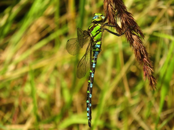 Blauwe glazenmaker (Aeshna cyanea) mannetje