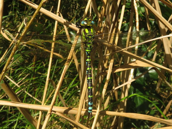 Blauwe glazenmaker (Aeshna cyanea) mannetje