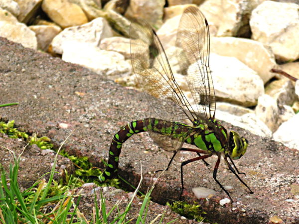 Blauwe glazenmaker vrouwtje