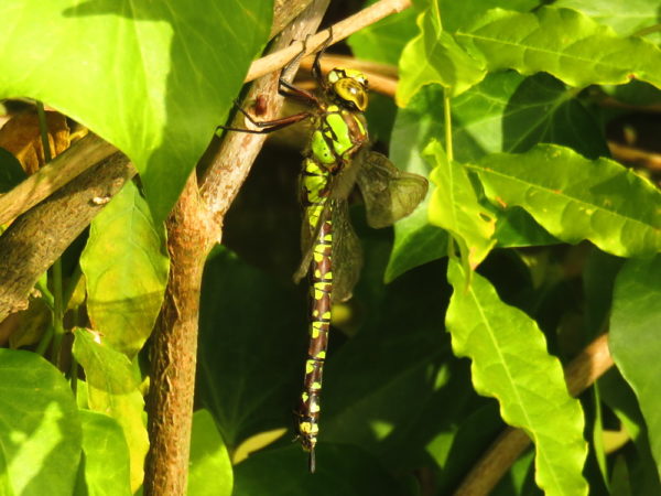 Blauwe glazenmaker (Aeshna cyanea) vrouwtje