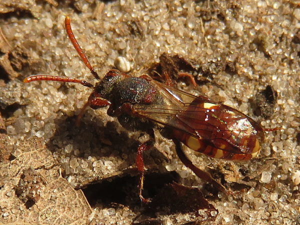 Bleekvlekwespbij (Nomada alboguttata) vrouwtje