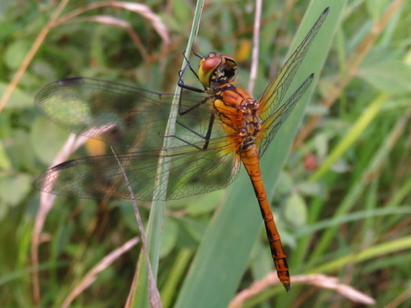 Bloedrode heidelibel (Sympetrum sanguineum) jong mannetje
