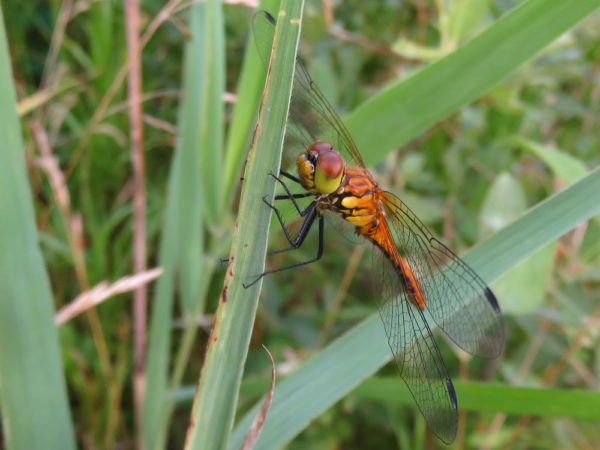 Bloedrode heidelibel (Sympetrum sanguineum) jong mannetje