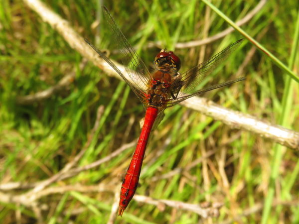 Bloedrode heidelibel (Sympetrum sanguineum) mannetje