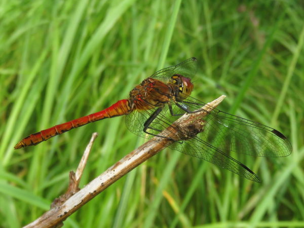 Bloedrode heidelibel (Sympetrum sanguineum) mannetje