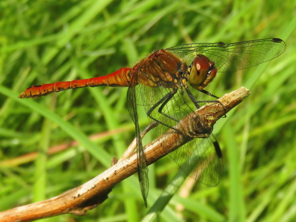 Bloedrode heidelibel (Sympetrum sanguineum) mannetje