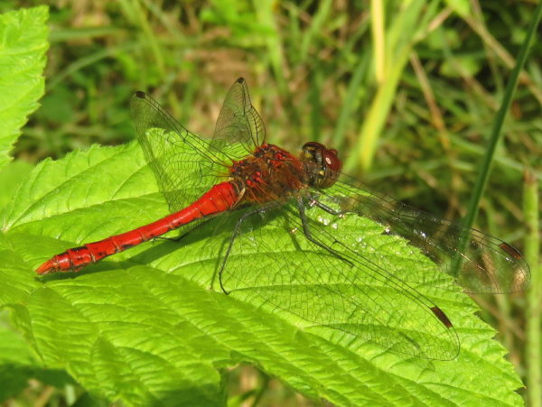 Bloedrode heidelibel (Sympetrum sanguineum) mannetje