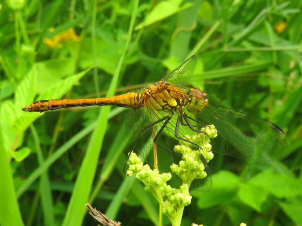 Bloedrode heidelibel (Sympetrum sanguineum) mannetje