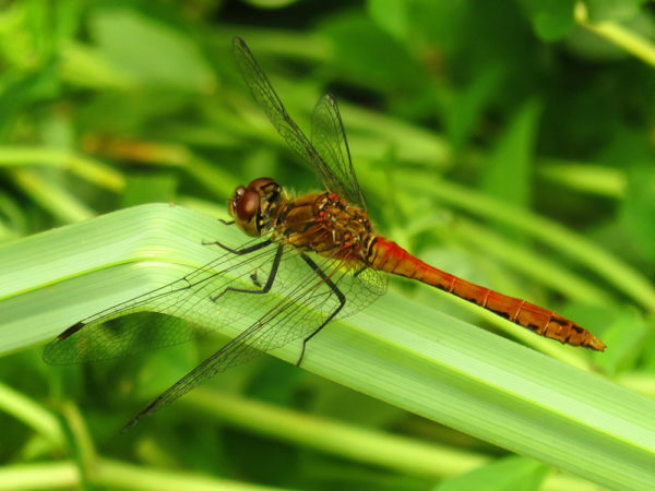 Bloedrode heidelibel (Sympetrum sanguineum) mannetje