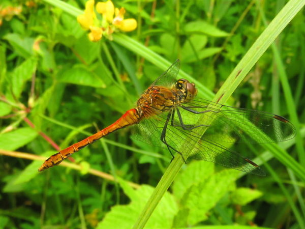 Bloedrode heidelibel (Sympetrum sanguineum) mannetje